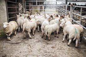 Ramadan 2024: Rising sheep prices challenge consumers 